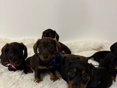 Catelusi Teckel de vanzare